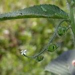 Caperonia palustris Ŝelo