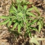 Staphisagria macrosperma ᱵᱟᱦᱟ