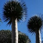 Dracaena draco Hostoa
