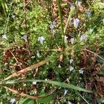 Wahlenbergia hederacea Flor