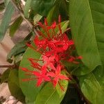 Ixora chinensis Lorea