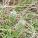 Trifolium arvense Fula
