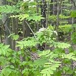 Sorbus aucupariaFolio