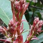 Photinia fraseri Blomma