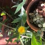 Sonchus oleraceusЦвят