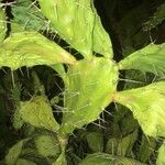 Opuntia elatior Leaf