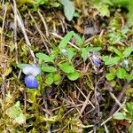 Collinsia parviflora Foglia