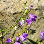 Campanula rotundifoliaКветка