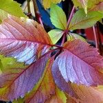 Parthenocissus quinquefolia পাতা