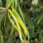 Artemisia verlotiorum Yaprak