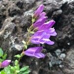 Penstemon davidsonii Blüte