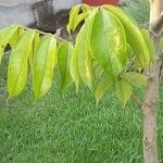 Pachylobus edulis Leaf