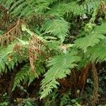 Polystichum fibrillosopaleaceum