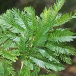 Calliandra bijuga Leaf