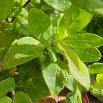 Lonicera periclymenum برگ