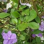 Brunfelsia grandiflora Leaf