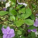 Brunfelsia grandiflora Лист