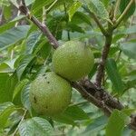 Juglans regia Fruit
