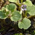 Veronica hederifolia Leaf