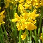 Genista sagittalis Flor