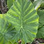 Colocasia esculentaList