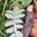 Argentina anserina Leaf