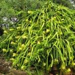 Hylocereus undatus Habit