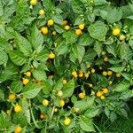 Capsicum chinense Fruit