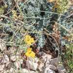 Glaucium flavum Συνήθη χαρακτηριστικά