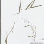 Urochloa subquadripara Blad