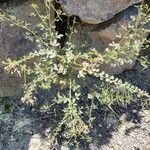 Cleome ornithopodioides Hábito