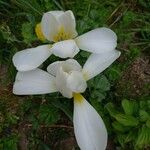 Iris orientalis Blomma