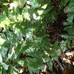 Triplophyllum buchholzii Hoja
