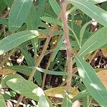 Ludwigia grandiflora Bark