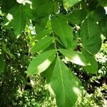 Juglans regia Листок