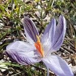 Crocus corsicus Flower