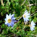 Gentiana sedifolia Flower