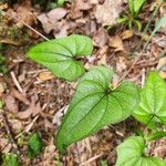 Dioscorea polystachya Hoja