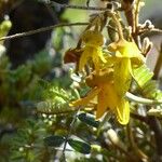 Sophora denudata Цвят