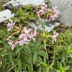 Saponaria officinalisBlomst