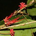 Calliandra brenesii