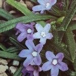 Anchusa cespitosa