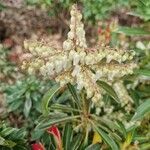 Pieris japonica ശീലം