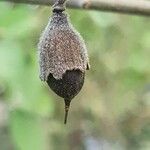 Cordia monoica Plod