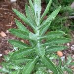 Pseudognaphalium californicum Leaf