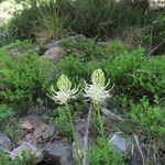 Phyteuma spicatum Flower