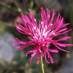 Crupina crupinastrum Flower