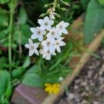 Lysimachia clethroides Flower