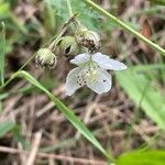 Rubus caesius 花