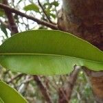 Calophyllum tacamahaca Leaf